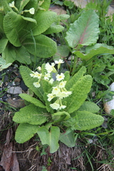 Primula ruprechtii