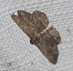 Hypomecis agoraea