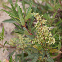 Searsia angustifolia