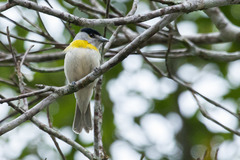 Pachyramphus viridis