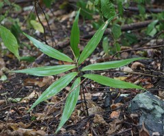 Zamia standleyi