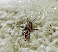 Paroligolophus agrestis