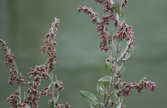 Artemisia caerulescens