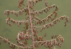 Artemisia caerulescens