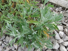 Artemisia caerulescens