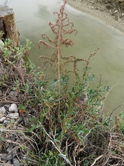 Artemisia caerulescens
