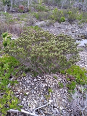 Strumpfia maritima