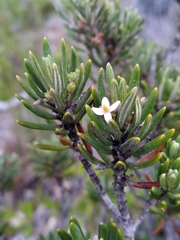 Strumpfia maritima