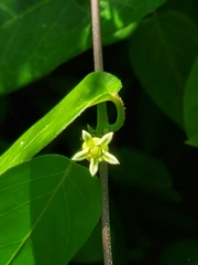 Metastelma decipiens