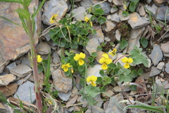 Viola caucasica