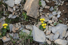 Viola caucasica