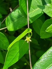 Metastelma decipiens