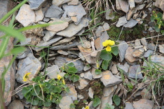 Viola caucasica