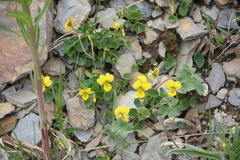 Viola caucasica