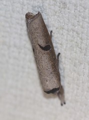 Pilostibes stigmatias