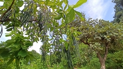 Wrightia tinctoria