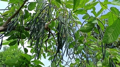 Wrightia tinctoria
