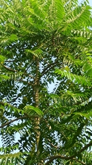 Ailanthus excelsa