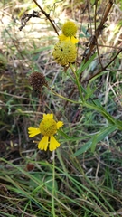 Helenium virginicum
