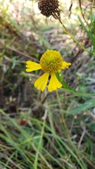 Helenium virginicum