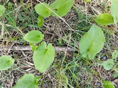 Arisarum