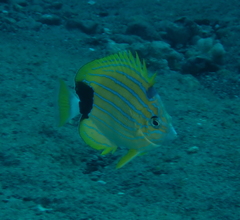 Chaetodon fremblii