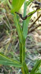Helenium virginicum
