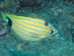 Chaetodon fremblii