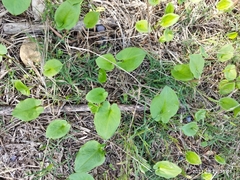 Arisarum