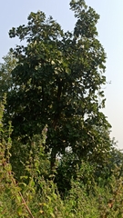 Butea monosperma monosperma