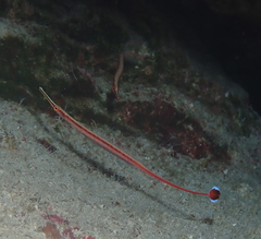 Dunckerocampus baldwini