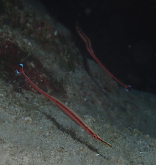 Dunckerocampus baldwini