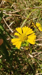 Helenium virginicum