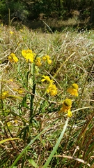Helenium virginicum