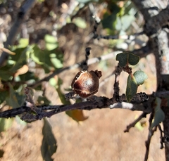 Andricus reticulatus