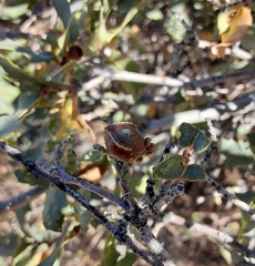 Andricus reticulatus