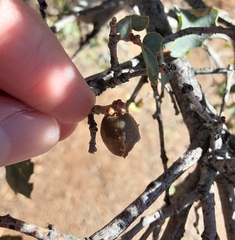 Andricus reticulatus