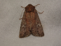 Apamea scoparia