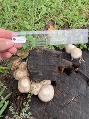 Cuphophyllus pratensis pratensis