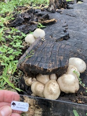 Cuphophyllus pratensis pratensis