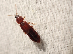 Acidota crenata