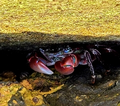 Pachygrapsus crassipes