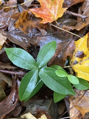 Phlox divaricata divaricata