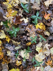 Phlox divaricata divaricata