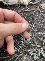 Evolvulus grisebachii