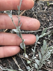 Evolvulus grisebachii