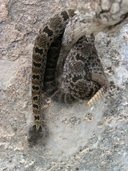Crotalus morulus