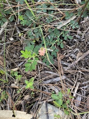 Indigofera spicata image