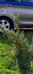 Polylepis