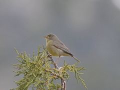 Phylloscopus griseolus